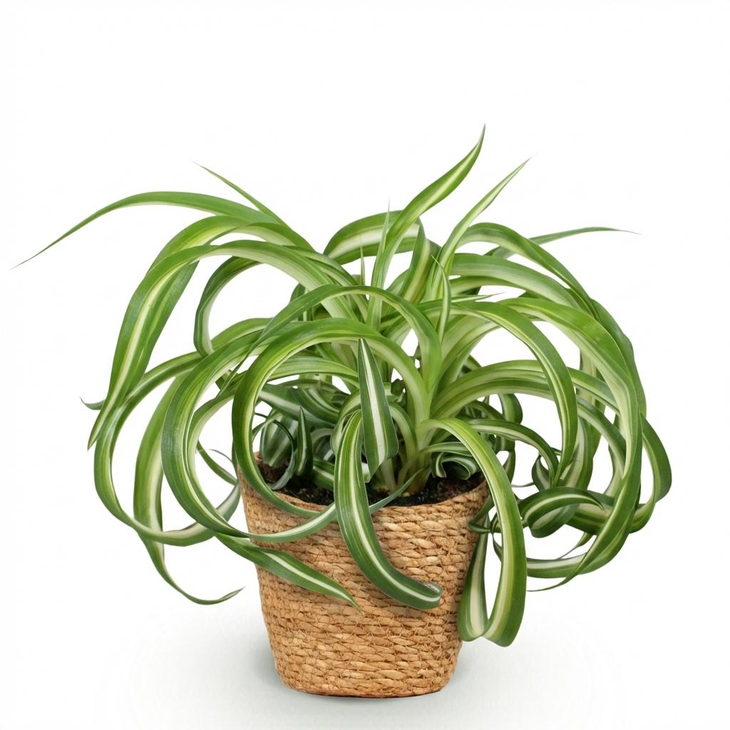 Chlorophytum comosum Bonnie – Grüne Ananas – Haustierfreundlich – Inklusive Korb – Topfgröße 12 cm – Höhe 20 cm