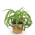 Chlorophytum comosum Bonnie – Grüne Ananas – Haustierfreundlich – Inklusive Korb – Topfgröße 12 cm – Höhe 20 cm