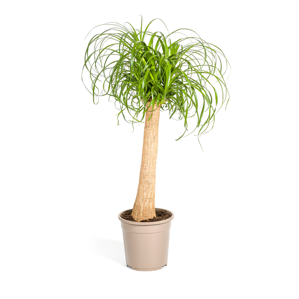 Beaucarnea Recurvata Trunk Ø24cm - ↕80 - 100cm