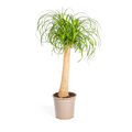 Beaucarnea Recurvata Trunk Ø24cm - ↕80 - 100cm