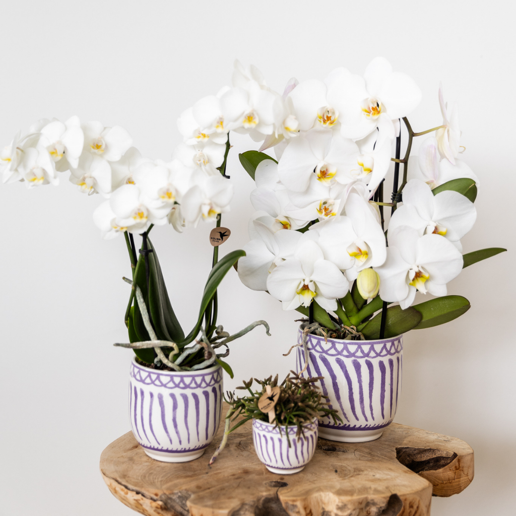 Kolibri Orchids | white Phalaenopsis orchid pot size Ø9cm | Amabilis | flowering houseplant - fresh from the grower