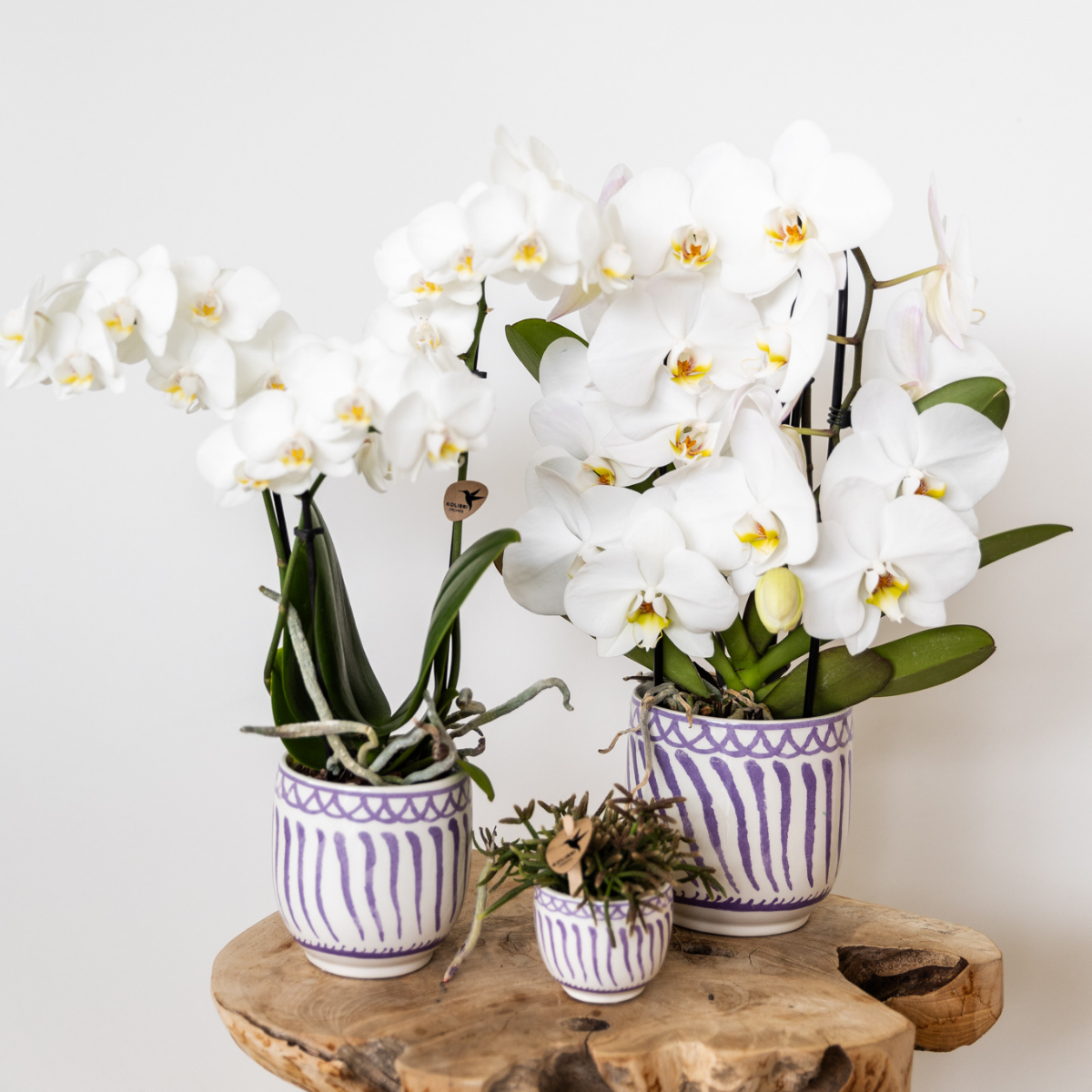 Kolibri Orchids | white Phalaenopsis orchid pot size Ø9cm | Amabilis | flowering houseplant - fresh from the grower