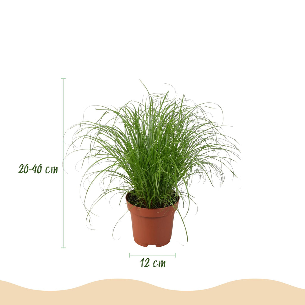 Chlorophytum – Cyperus – Phlebodium – Maranta – 4er-Mix – Tierfreundlich – Inklusive weißem Topf – Topfgröße 12 cm – Höhe 25 cm