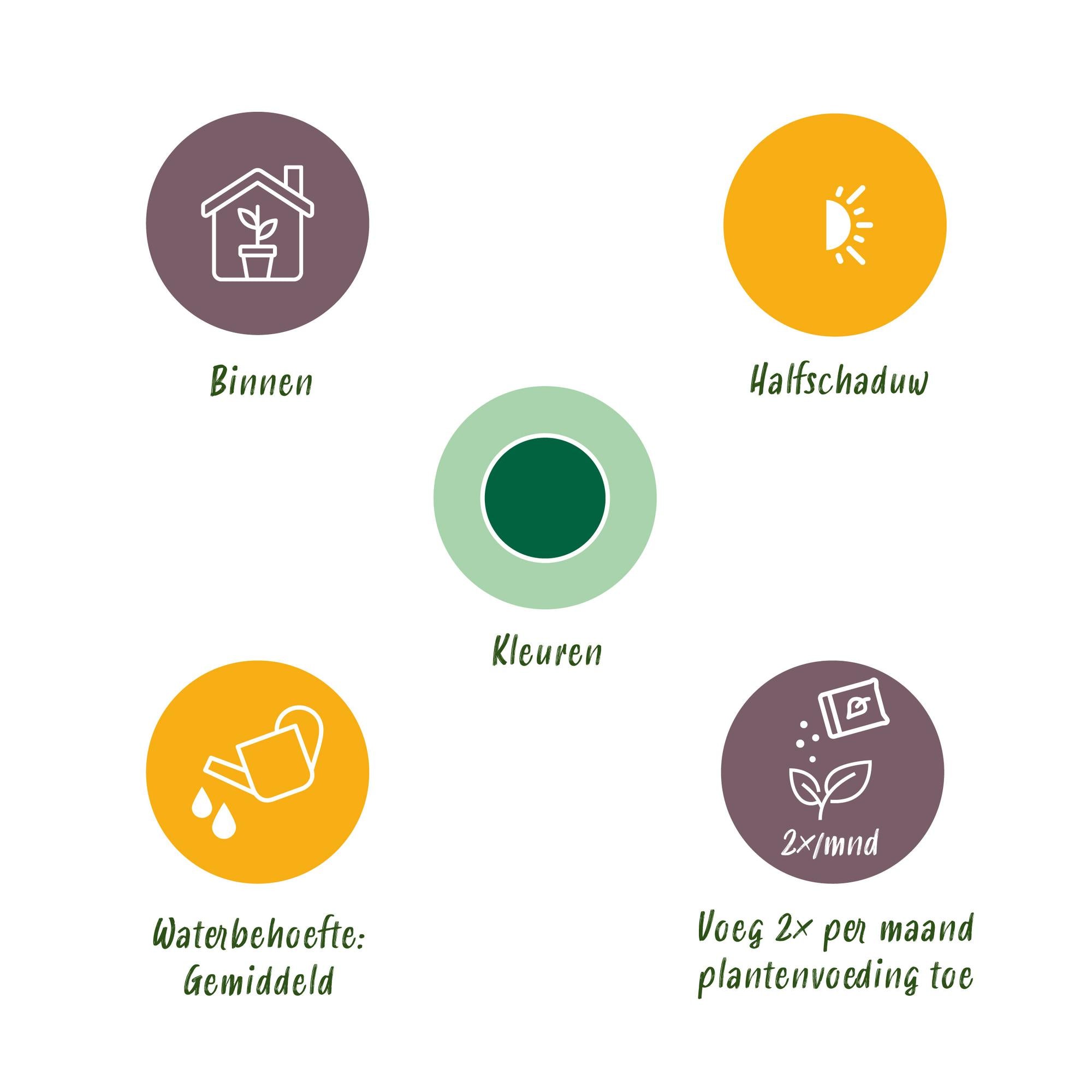 Musa acuminata Dwarf Cavendisch - Bananenplant - Weinig onderhoud - met mand - Groen - 1 Plant - Pot 21cm - Hoogte 70-75cm