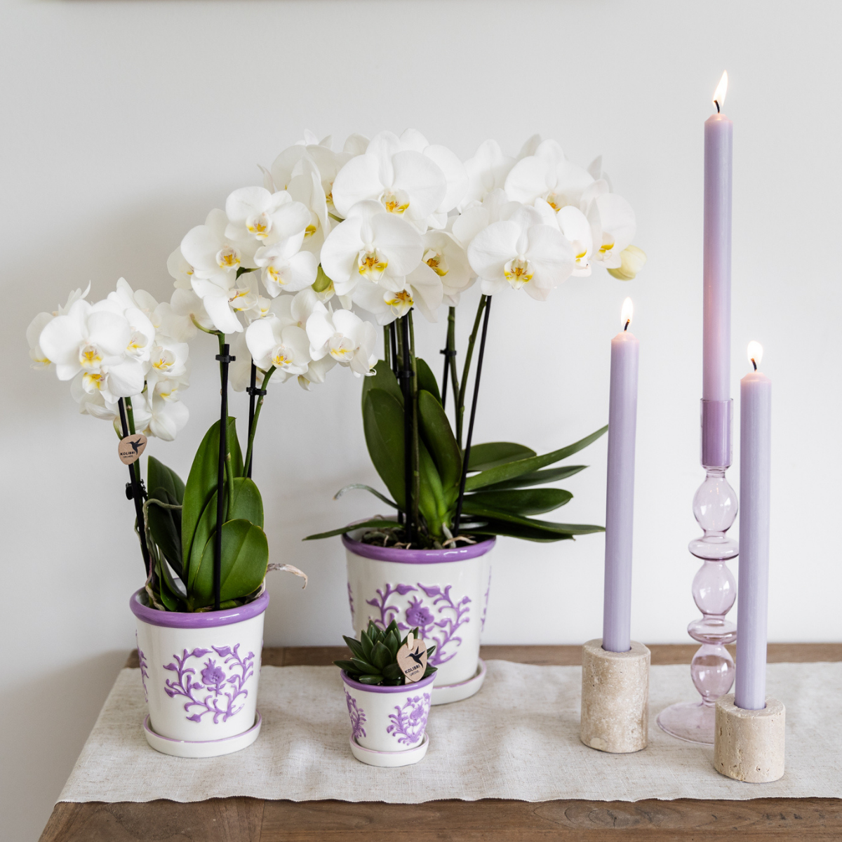 Kolibri Orchids | white Phalaenopsis orchid pot size Ø9cm | Amabilis | flowering houseplant - fresh from the grower