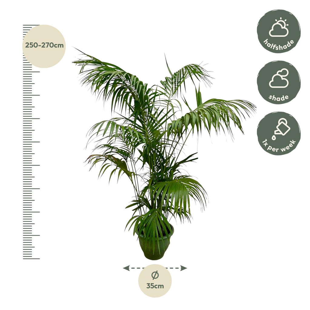 Kentia Palm XXL - 260 cm - ø32-40 cm