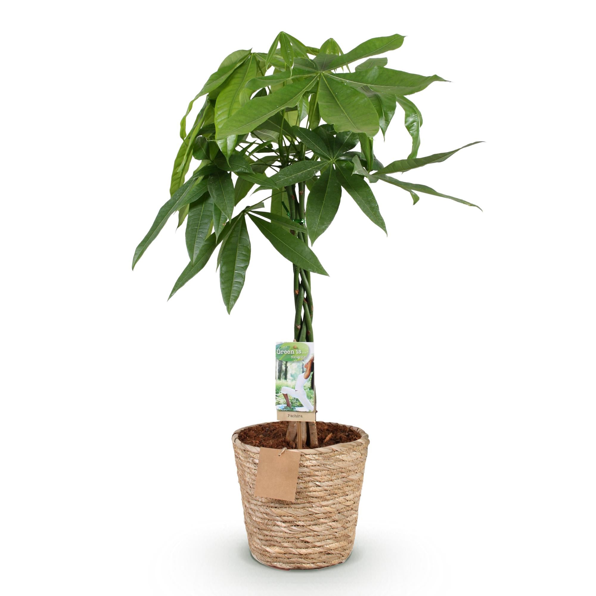 Pachira Aquatica gevlochten stam - Geldboom - Weinig onderhoud - met mand - Groen - 1 Plant - Pot 21cm - Hoogte 80-90cm