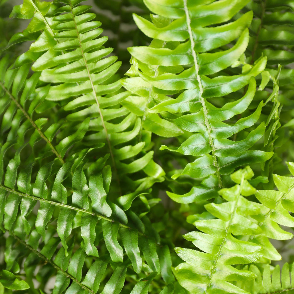 Nephrolepsis exaltata Green Lady - Varen - Huisdiervriendelijke Plant - Groen - 1 Plant - met Potter Wit - Pot 12cm - Hoogte 25cm