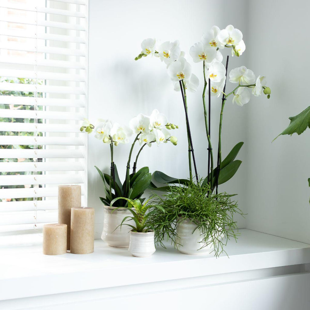 Kolibri Orchids | White Phalaenopsis orchid pot size - Jewel Ghent - pot size Ø12cm | flowering houseplant - fresh from the grower