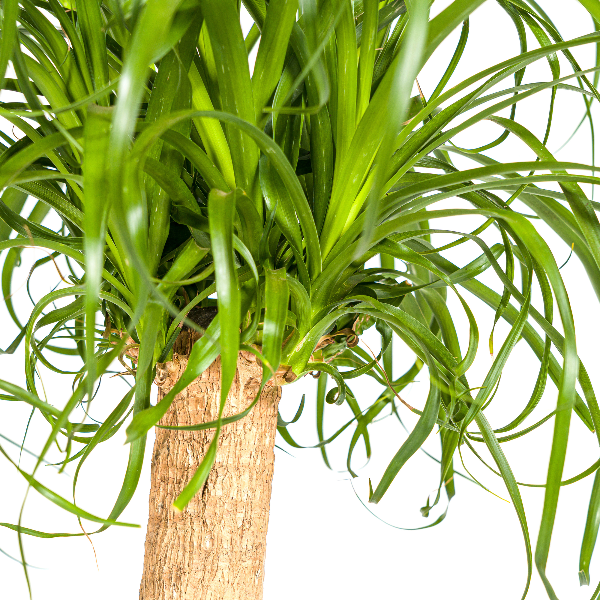 Beaucarnea Recurvata Trunk Ø24cm - ↕80 - 100cm