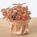 Fittonia Ruby Lime – Mosaikpflanze – Ø8 cm – ±10 cm