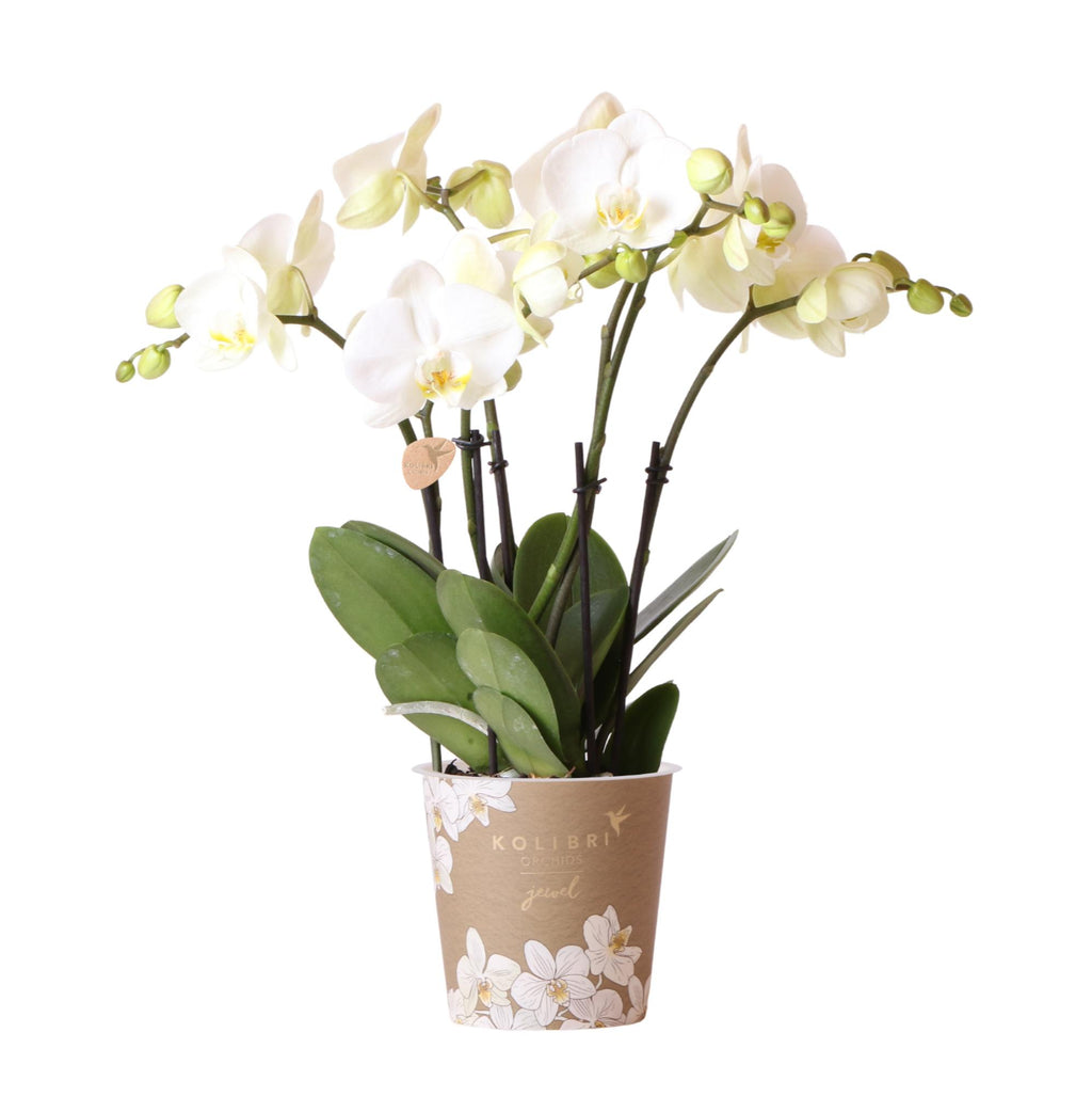 Kolibri Orchids | White Phalaenopsis orchid pot size - Jewel Ghent - pot size Ø12cm | flowering houseplant - fresh from the grower