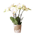 Kolibri Orchids | White Phalaenopsis orchid pot size - Jewel Ghent - pot size Ø12cm | flowering houseplant - fresh from the grower
