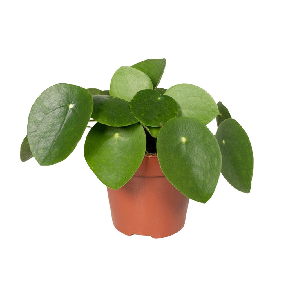 Pilea Peperomioides – Ufopflanze – Ø12 cm – ±20 cm