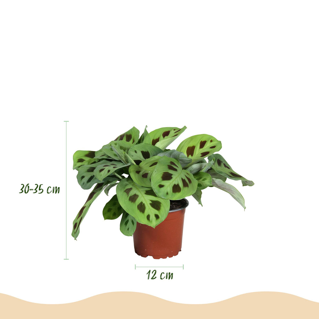 Maranta Fascinator Kerchoveana – Zebrapflanze – Haustierfreundlich – Inklusive grauem Topf – Topfgröße 12 cm – Höhe 25 cm