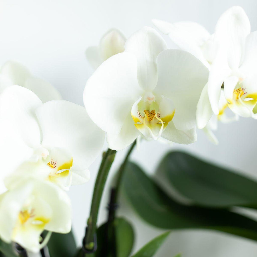 Kolibri Orchids | White Phalaenopsis orchid pot size - Jewel Ghent - pot size Ø12cm | flowering houseplant - fresh from the grower