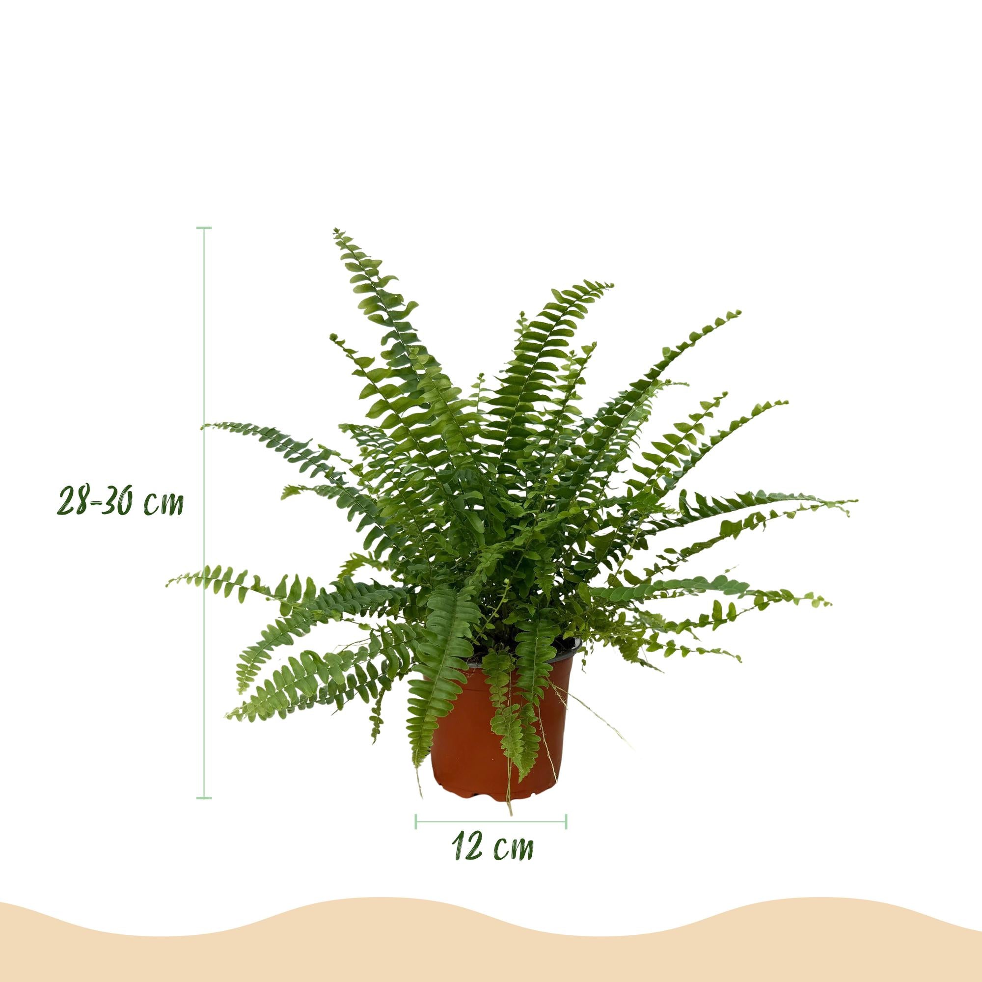 Nephrolepsis exaltata Green Lady - Varen - Huisdiervriendelijke Plant - Groen - 1 Plant - met Potter Wit - Pot 12cm - Hoogte 25cm