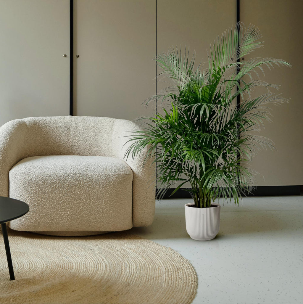 Dypsis lutescens (Areca-Palme) 140 cm - ø21-24