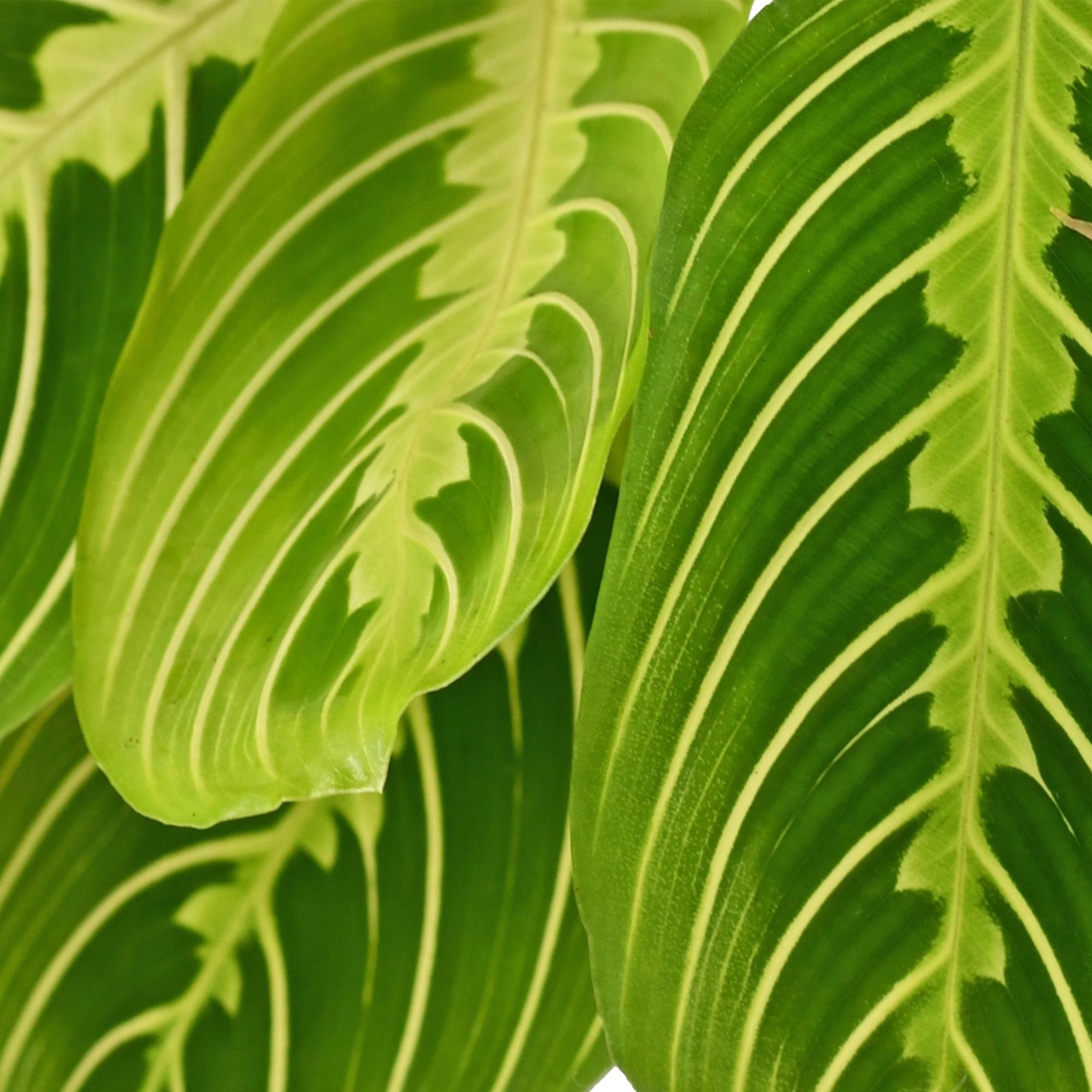 Maranta Fascinator Lemon Lime – Prayer Plant – Pet-friendly – Includes grey pot – Pot size 12 cm – Height 25 cm