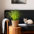 Cyperus alternifolius Zumula – Kattengras – Huisdiervriendelijk – Inclusief mand – Potmaat 12 cm – Hoogte 20 cm