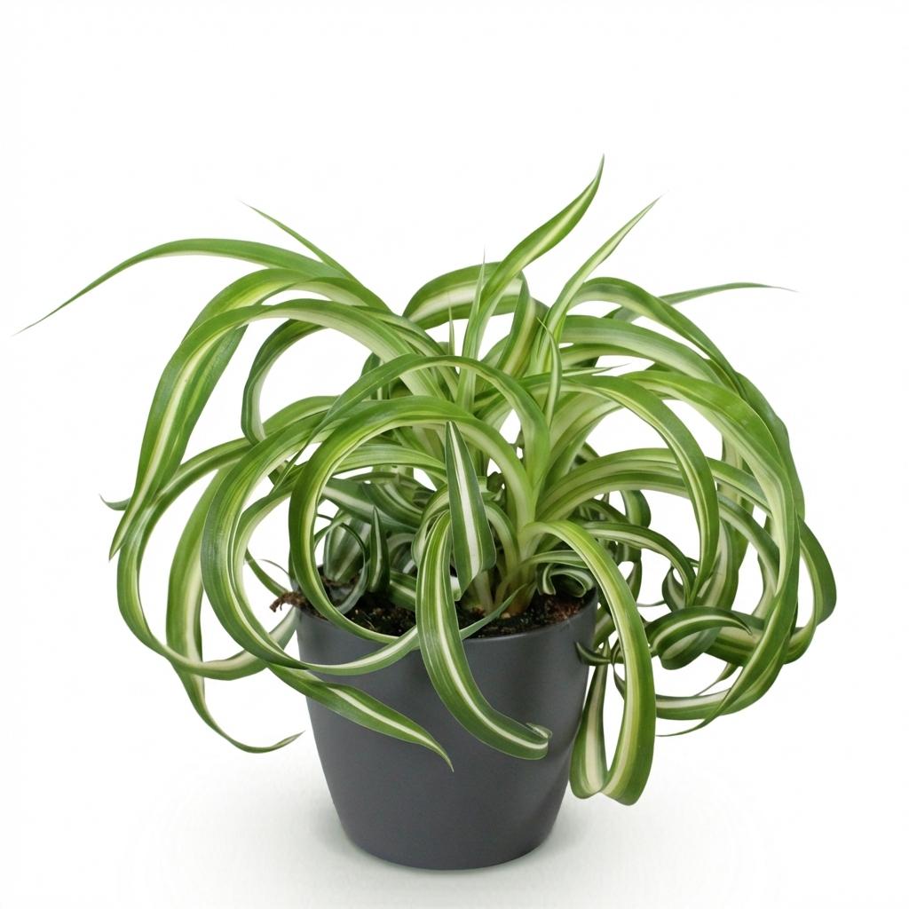 Chlorophytum comosum Bonnie – Krullende graslelie – Huisdiervriendelijk – Inclusief grijze pot – Potmaat 12 cm – Hoogte 20 cm
