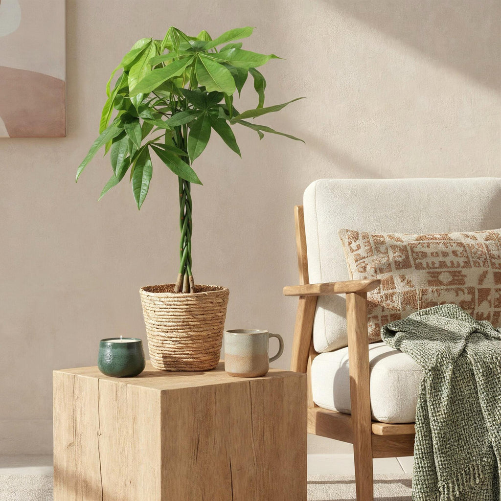 Pachira Aquatica gevlochten stam - Geldboom - Weinig onderhoud - met mand - Groen - 1 Plant - Pot 21cm - Hoogte 80-90cm