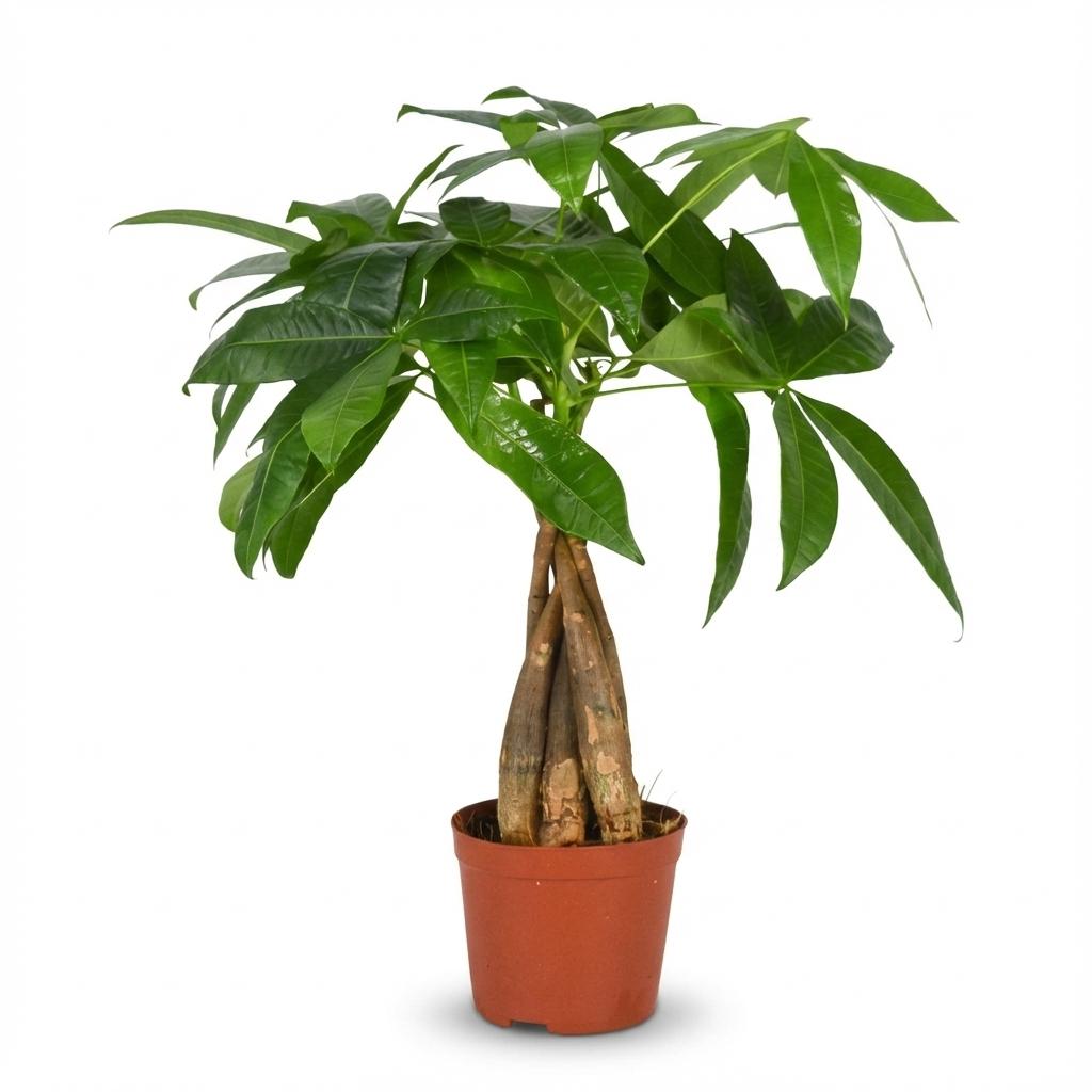 Pachira aquatica – Geldbaum – Wenig Pflege – Topfgröße 12 cm – Höhe 40–50 cm