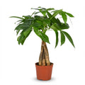 Pachira aquatica – Geldbaum – Wenig Pflege – Topfgröße 12 cm – Höhe 40–50 cm