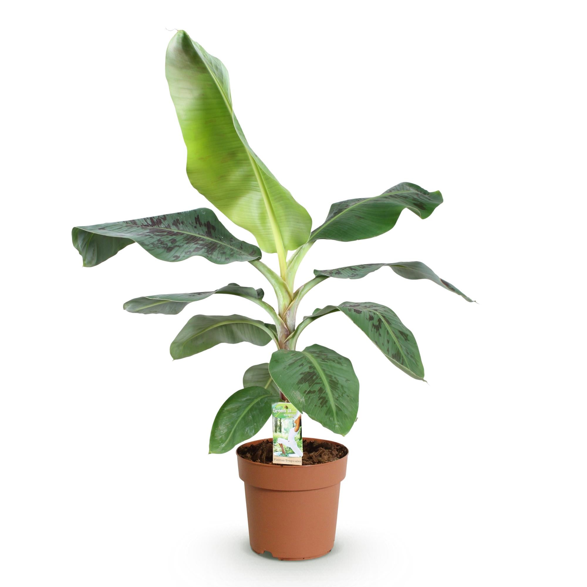 Musa acuminata Dwarf Cavendisch - Bananenplant - Weinig onderhoud - Groen - 1 Plant - Pot 21cm - Hoogte 70-75cm