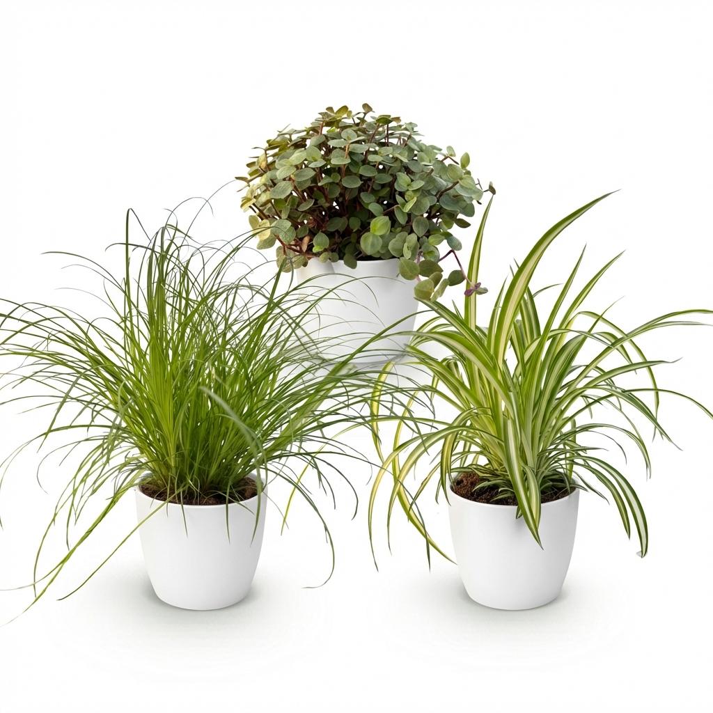 Cyperus – Callisia – Chlorophytum – Mix van 3 – Huisdiervriendelijk – Inclusief witte pot – Potmaat 12 cm – Hoogte 20 cm