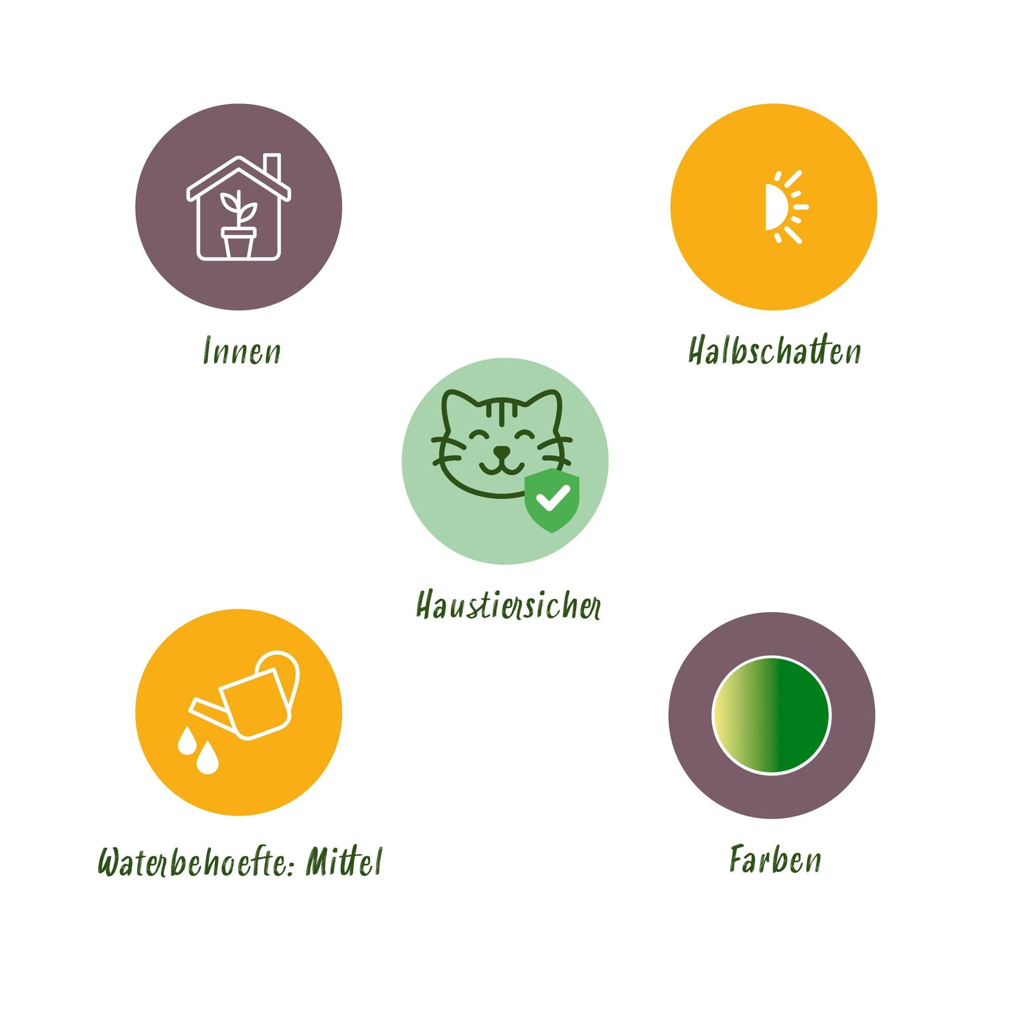 Green boutiQ - Kamerplant - Chlorophytum comosum Variegatum - Bonte Graslelie - Huisdiervriendelijke Plant - Groen - 1 Plant - met Mand - Pot 12cm - Hoogte 20cm