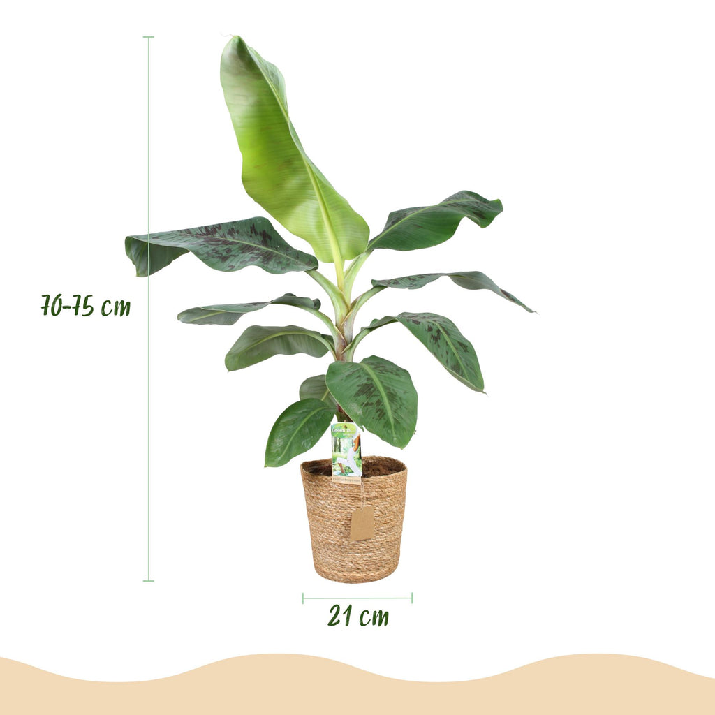 Musa acuminata Dwarf Cavendisch - Bananenplant - Weinig onderhoud - met mand - Groen - 1 Plant - Pot 21cm - Hoogte 70-75cm