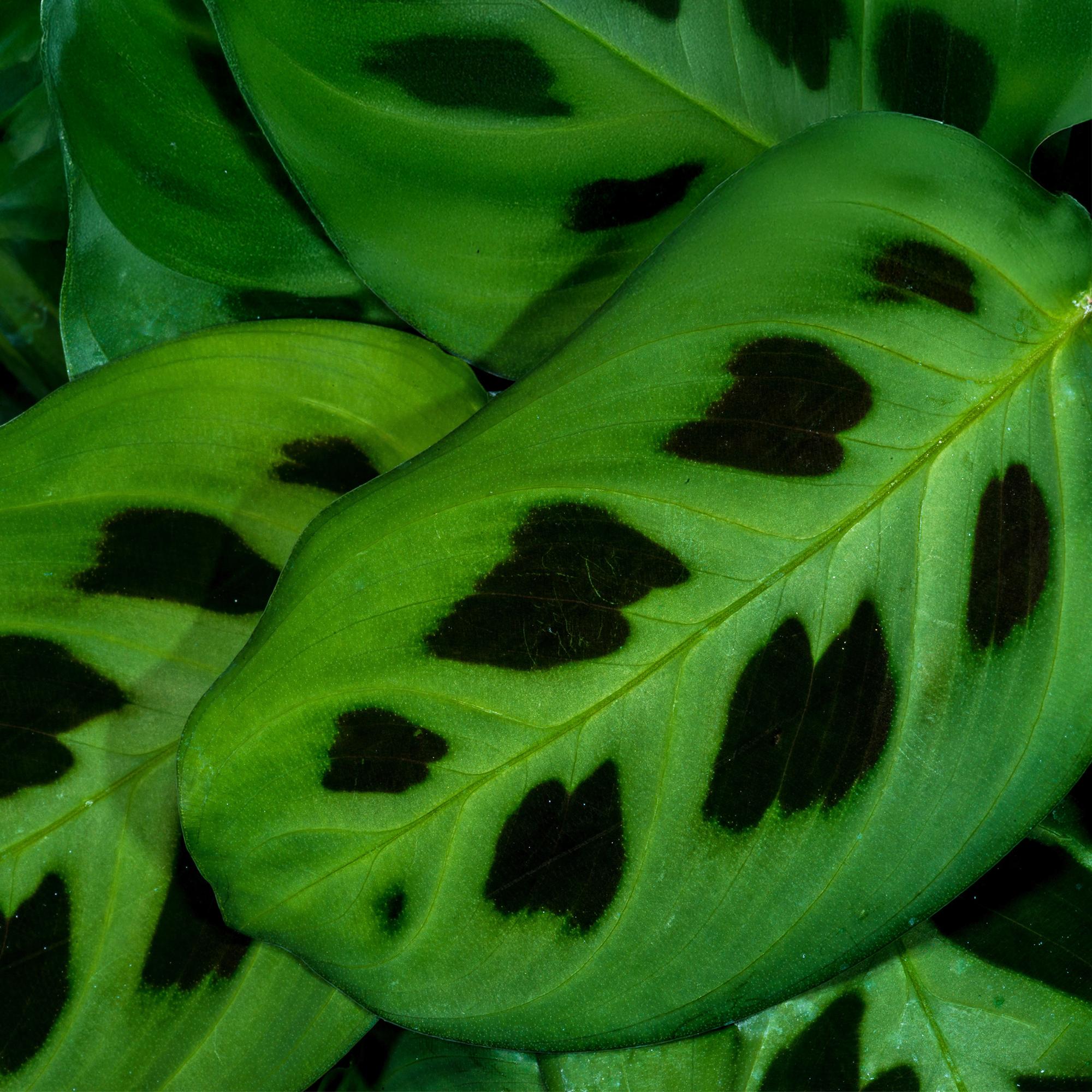 Maranta Fascinator Kerchoveana – Prayer Plant – Pet-friendly – Including grey pot – Pot size 12 cm – Height 25 cm