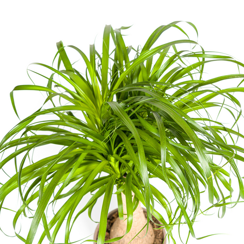 Beaucarnea Recurvata Stamm Ø21cm - ↕60 - 80cm