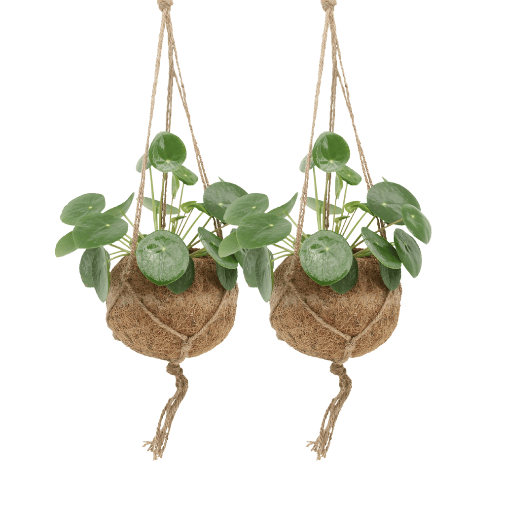 2x Kokodama Pilea Peperomioides – Chinese Money Plant – ±20 cm – Ø15 cm