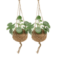 2x Kokodama Pilea Peperomioides – Chinese Money Plant – ±20 cm – Ø15 cm