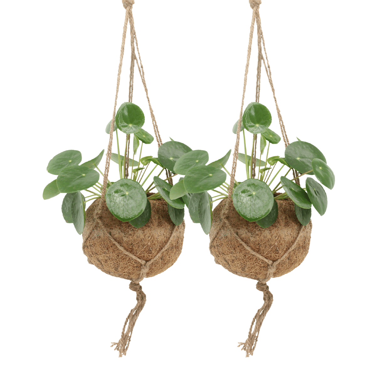 2x Kokodama Pilea Peperomioides – Chinese Money Plant – ±20 cm – Ø15 cm