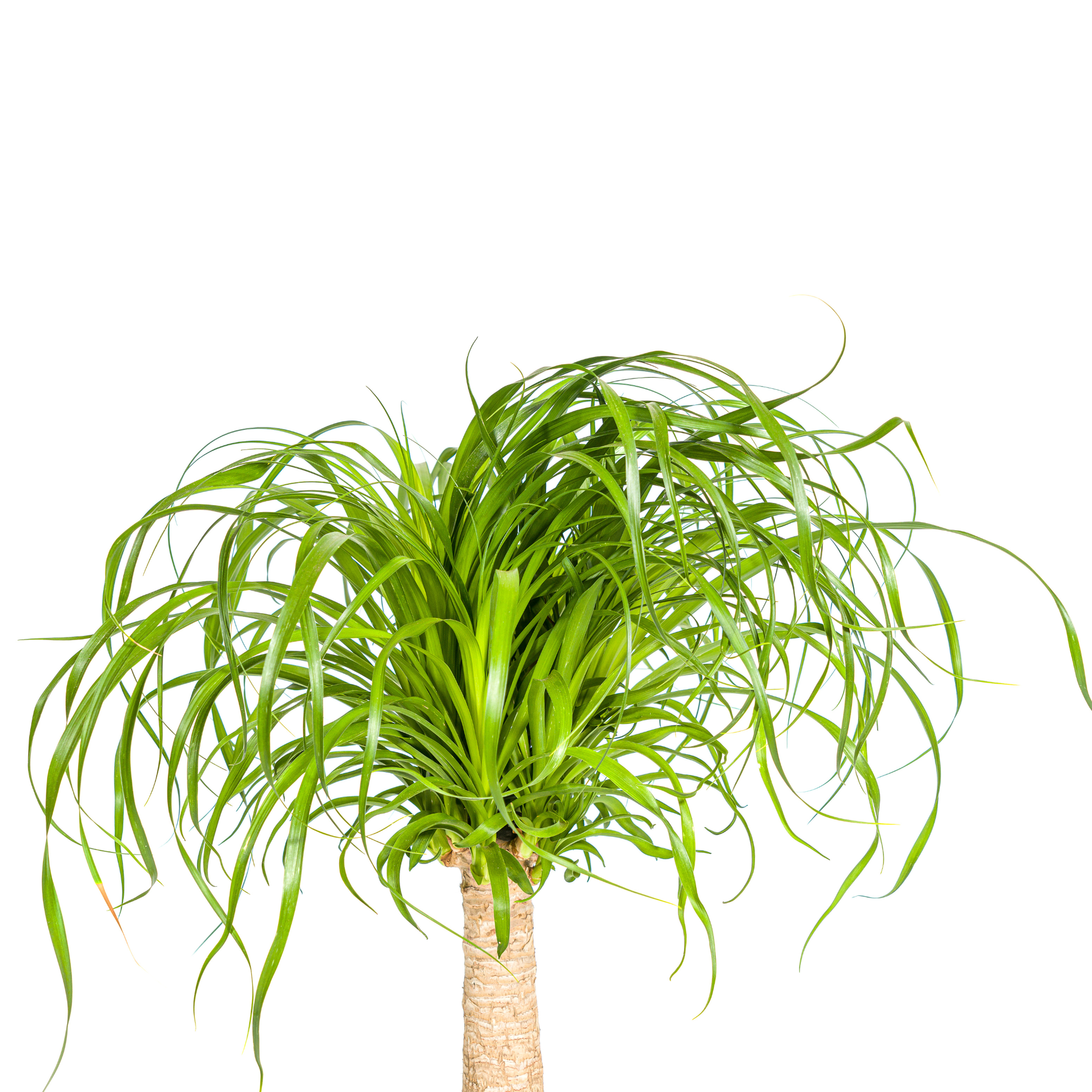 Beaucarnea Recurvata Stem Ø21cm - ↕60 - 80cm
