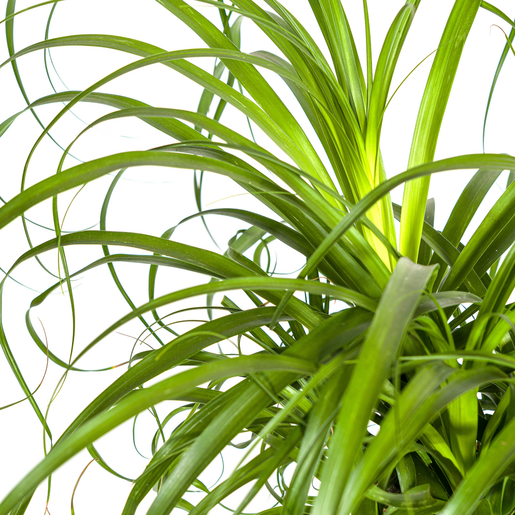 Beaucarnea Recurvata Trunk Ø24cm - ↕80 - 100cm