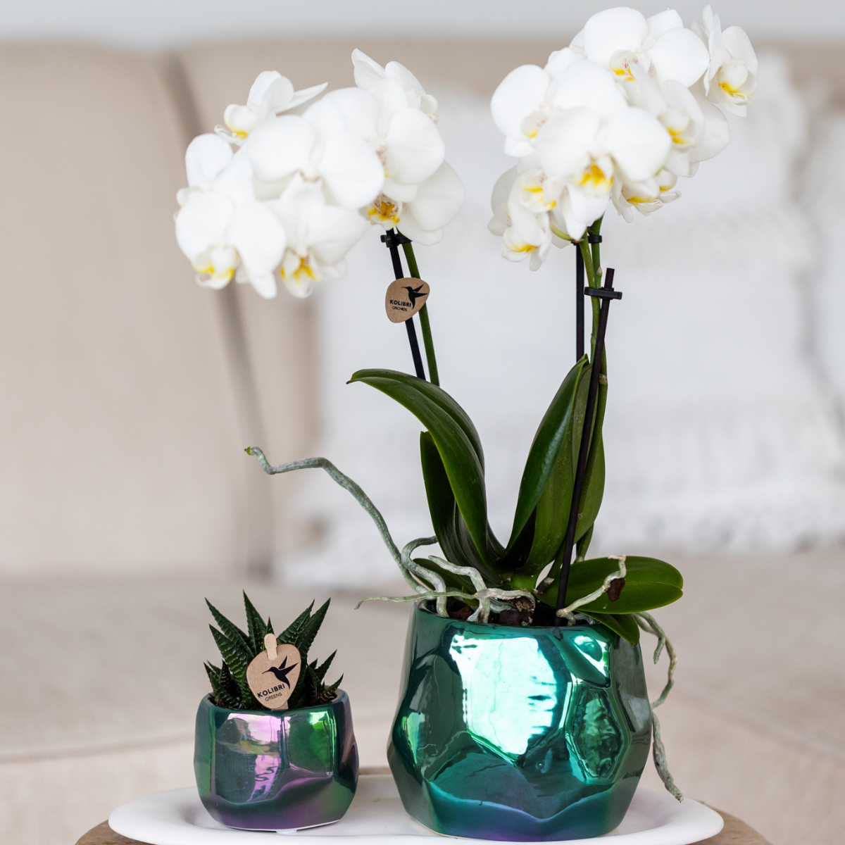 Kolibri Orchids | white Phalaenopsis orchid pot size Ø9cm | Amabilis | flowering houseplant - fresh from the grower