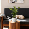 Chamaedorea elegans – Goudpalm – Huisdiervriendelijk – Inclusief witte pot – Potmaat 12 cm – Hoogte 15 cm