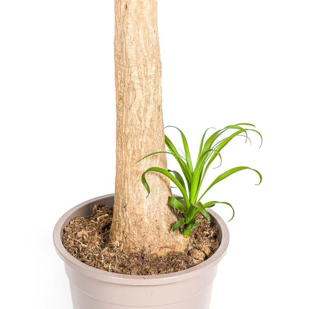 Beaucarnea Recurvata – Trunk – Ø27 cm – ±110–130 cm