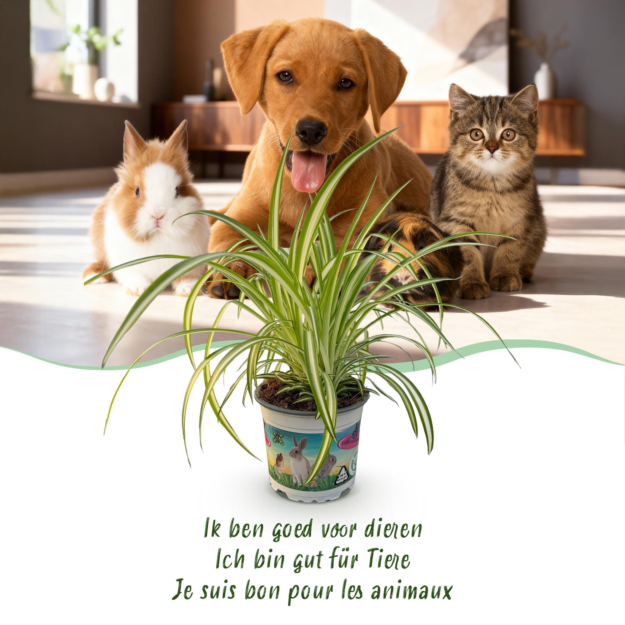 Green boutiQ - Kamerplant - Chlorophytum comosum Variegatum - Bonte Graslelie - Huisdiervriendelijke Plant - Groen - 1 Plant - met Mand - Pot 12cm - Hoogte 20cm