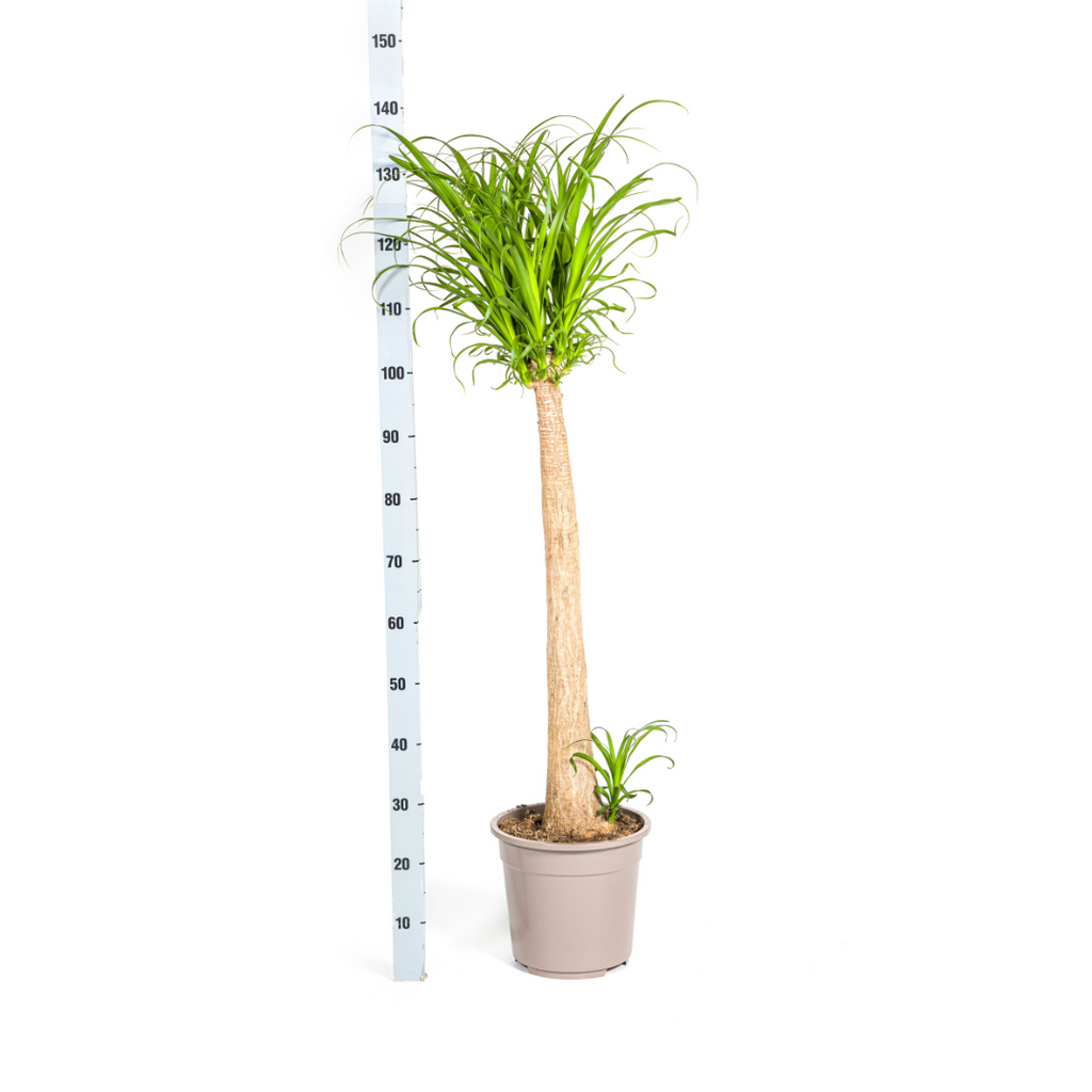 Beaucarnea Recurvata – Trunk – Ø27 cm – ±110–130 cm