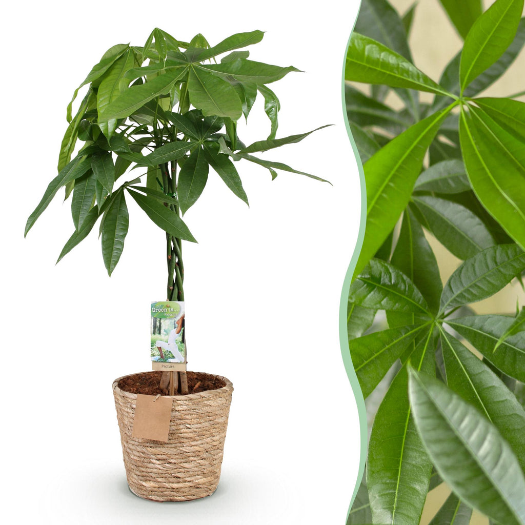 Pachira Aquatica gevlochten stam - Geldboom - Weinig onderhoud - met mand - Groen - 1 Plant - Pot 21cm - Hoogte 80-90cm