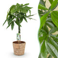 Pachira Aquatica gevlochten stam - Geldboom - Weinig onderhoud - met mand - Groen - 1 Plant - Pot 21cm - Hoogte 80-90cm