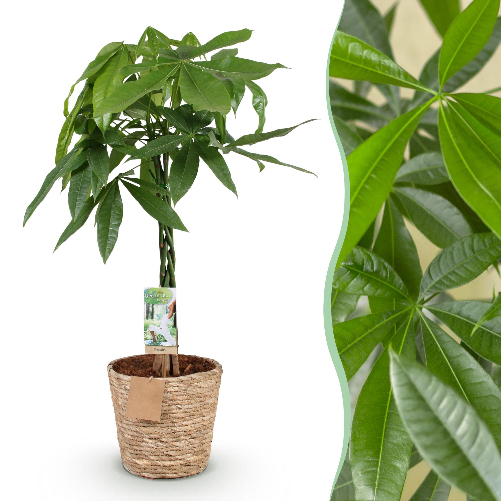 Pachira Aquatica gevlochten stam - Geldboom - Weinig onderhoud - met mand - Groen - 1 Plant - Pot 21cm - Hoogte 80-90cm