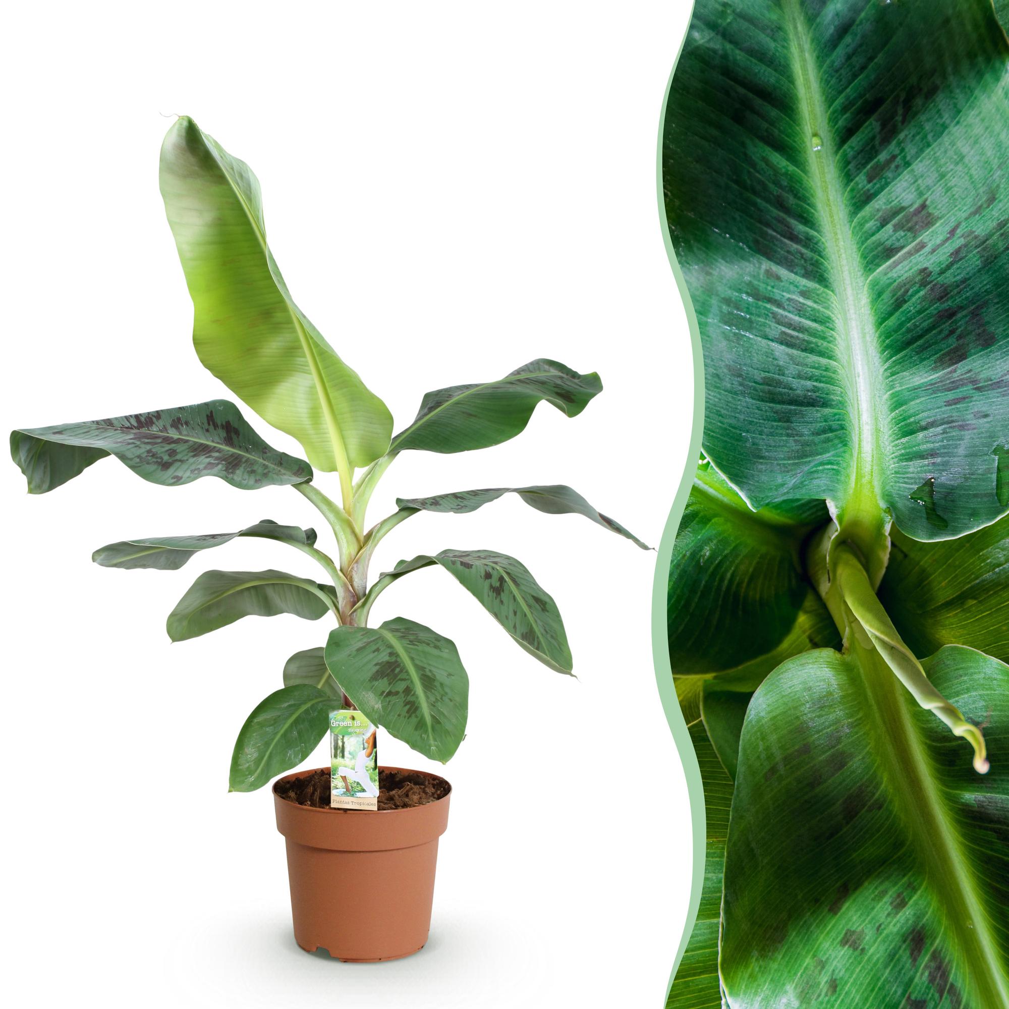 Musa acuminata Dwarf Cavendisch - Bananenplant - Weinig onderhoud - Groen - 1 Plant - Pot 21cm - Hoogte 70-75cm