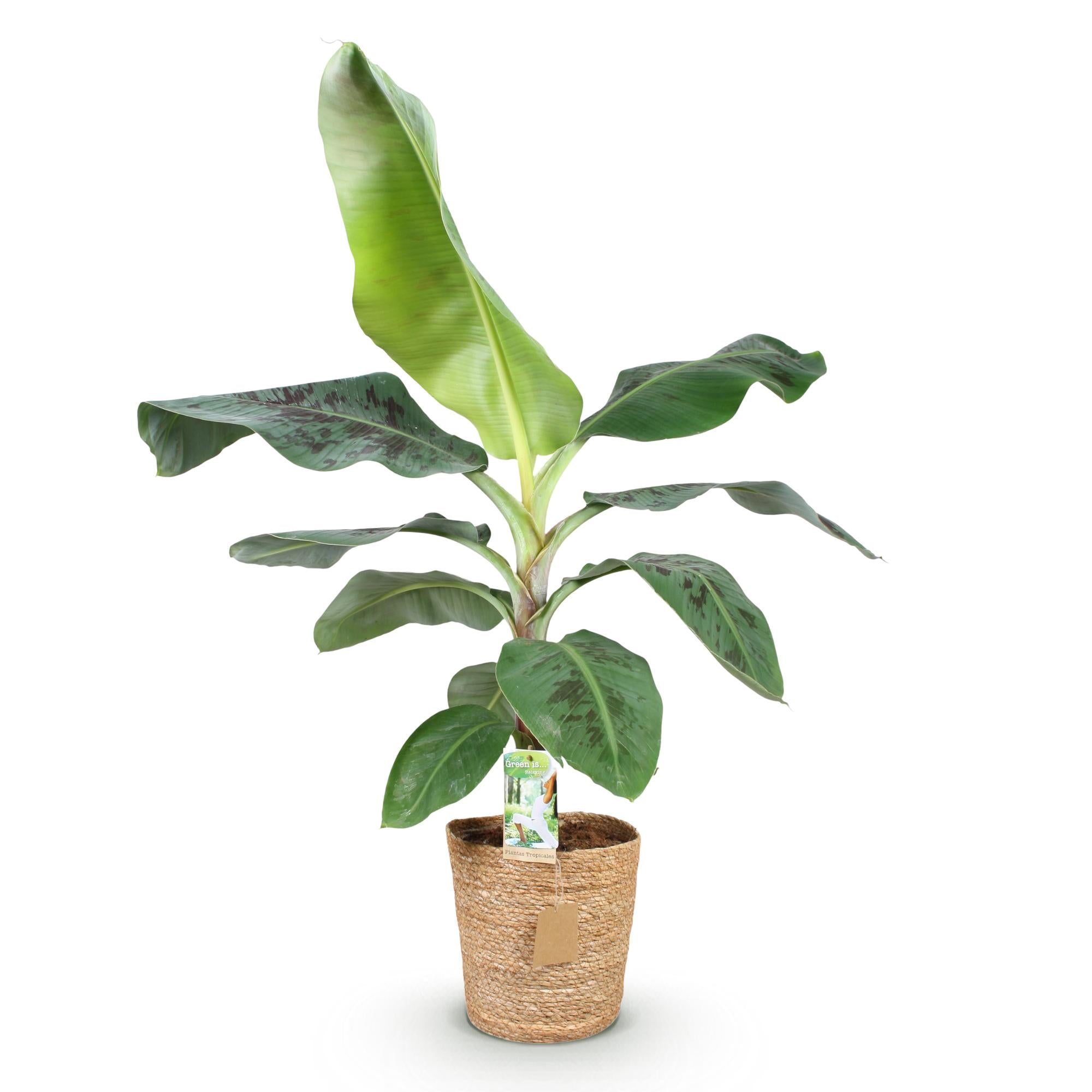 Musa acuminata Dwarf Cavendisch - Bananenplant - Weinig onderhoud - met mand - Groen - 1 Plant - Pot 21cm - Hoogte 70-75cm