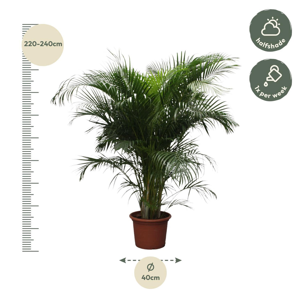 Dypsis Lutescens (Areca-Palme) – 230 cm – ø40